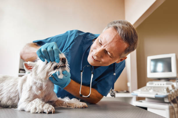 Best Emergency Denture Repair in West New York, NJ